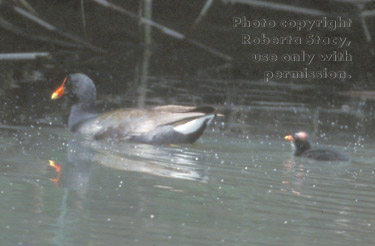 common moorhen adult and chick