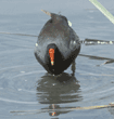 common moorhen