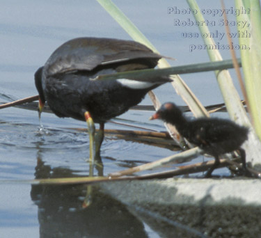 common moorhen adult and chick