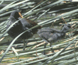 common moorhen adult and chick