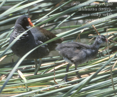 common moorhen adult and chick