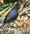 common moorhen with open mouth