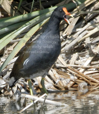 common moorhen with open mouth