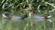 common moorhens in water