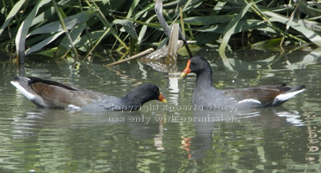 common moorhens in water