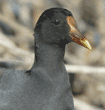 common moorhen