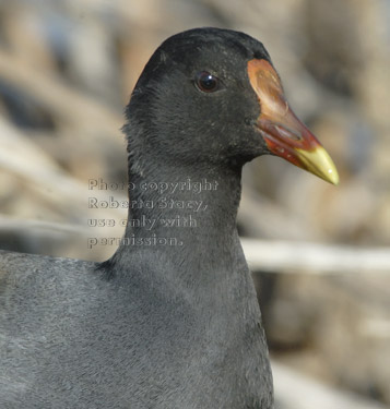 common moorhen