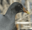 common moorhen eating grass