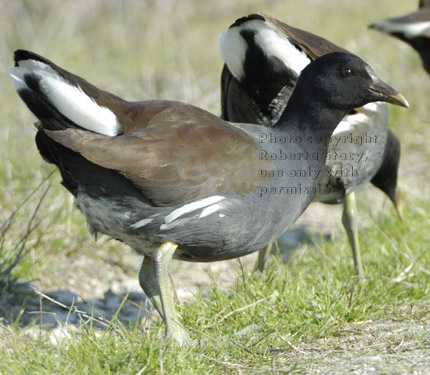 common moorhens