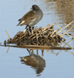 common moorhen