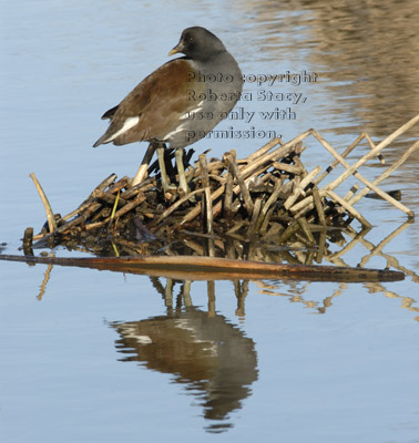 common moorhen