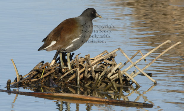 common moorhen