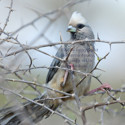 white-headed mousebird