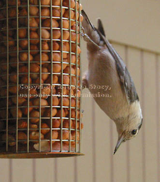 white-breasted nuthatch