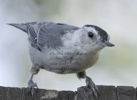 white-breasted nuthatch