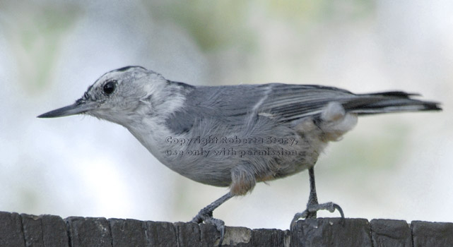 white-breasted nuthatch