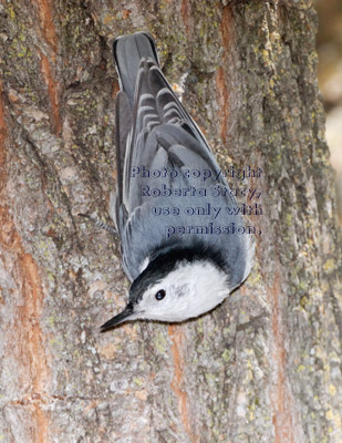 white-breasted nuthatch