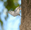 white-breasted nuthatch