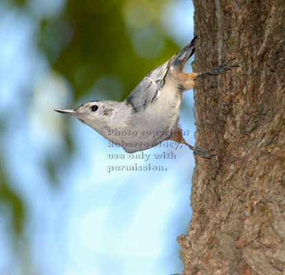 white-breasted nuthatch