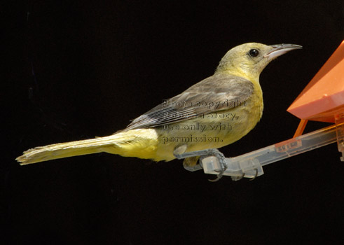 hooded oriole, female