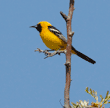 male hooded oriole in silk oak tree