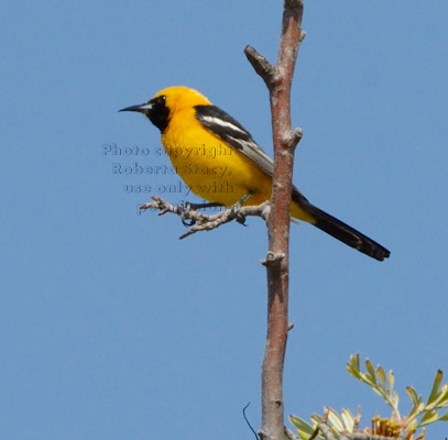 male hooded oriole in silk oak tree