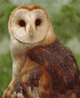 barn owl