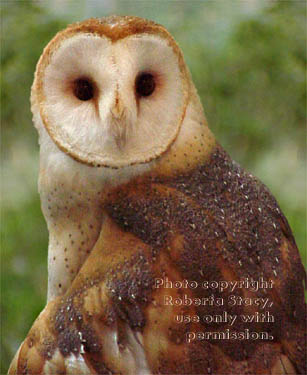 barn owl