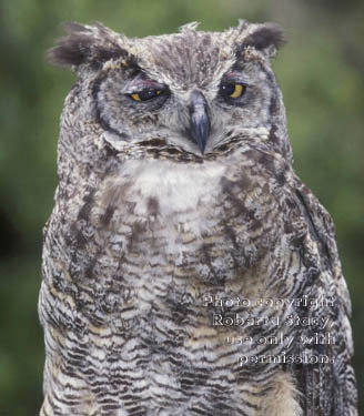 great horned owl