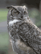 great horned owl