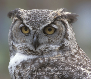 great horned owl