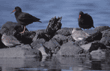 black oystercatchers