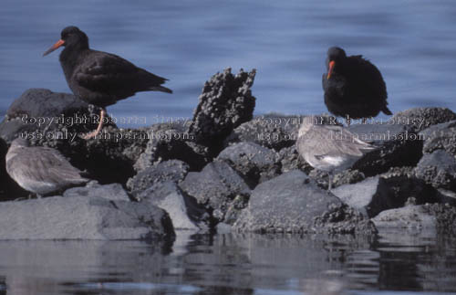 black oystercatchers