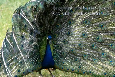 peacock