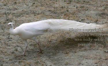 white peacock