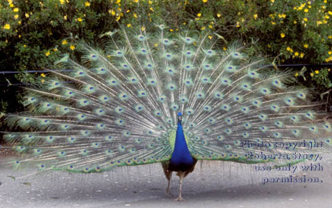 peacock