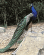 peacock