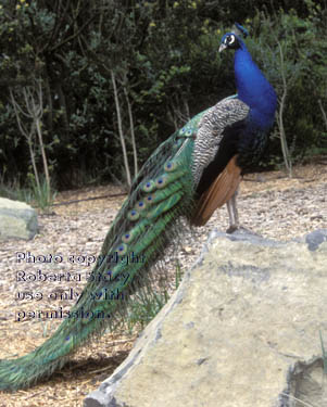 peacock