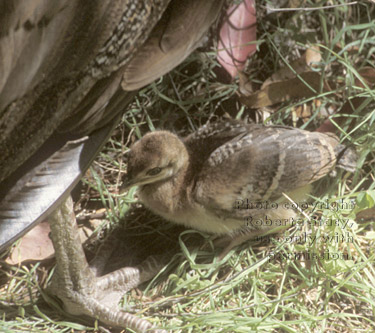 peafowl chick