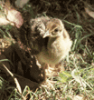 peafowl chick
