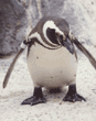 Magellanic penguin