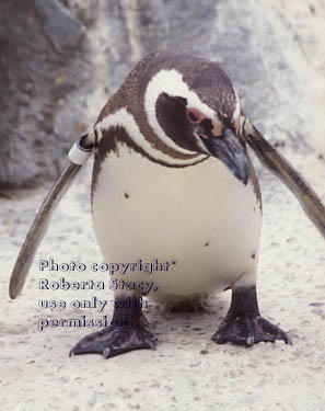 Magellanic penguin