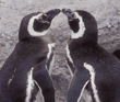 Magellanic penguins