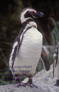 Magellanic penguin