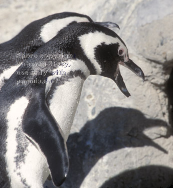 Magellanic penguins