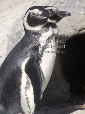 Magellanic penguins