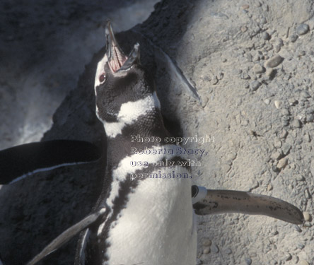 Magellanic penguin