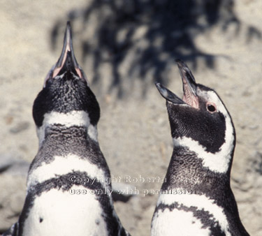 Magellanic penguins