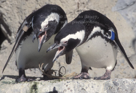 Magellanic penguins