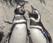 Magellanic penguins